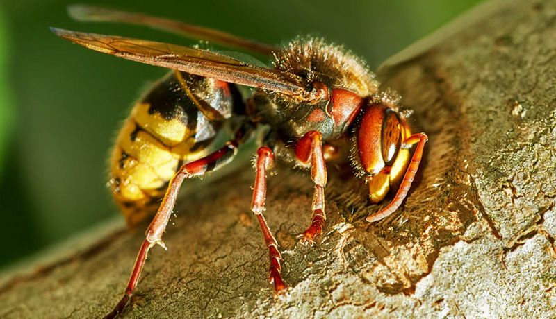 9 home remedies against wasps: they repel them effectively!