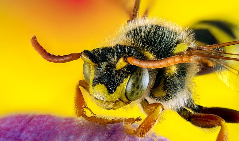 9 home remedies against wasps: they repel them effectively!
