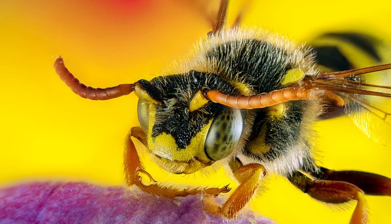 9 home remedies against wasps: they repel them effectively!